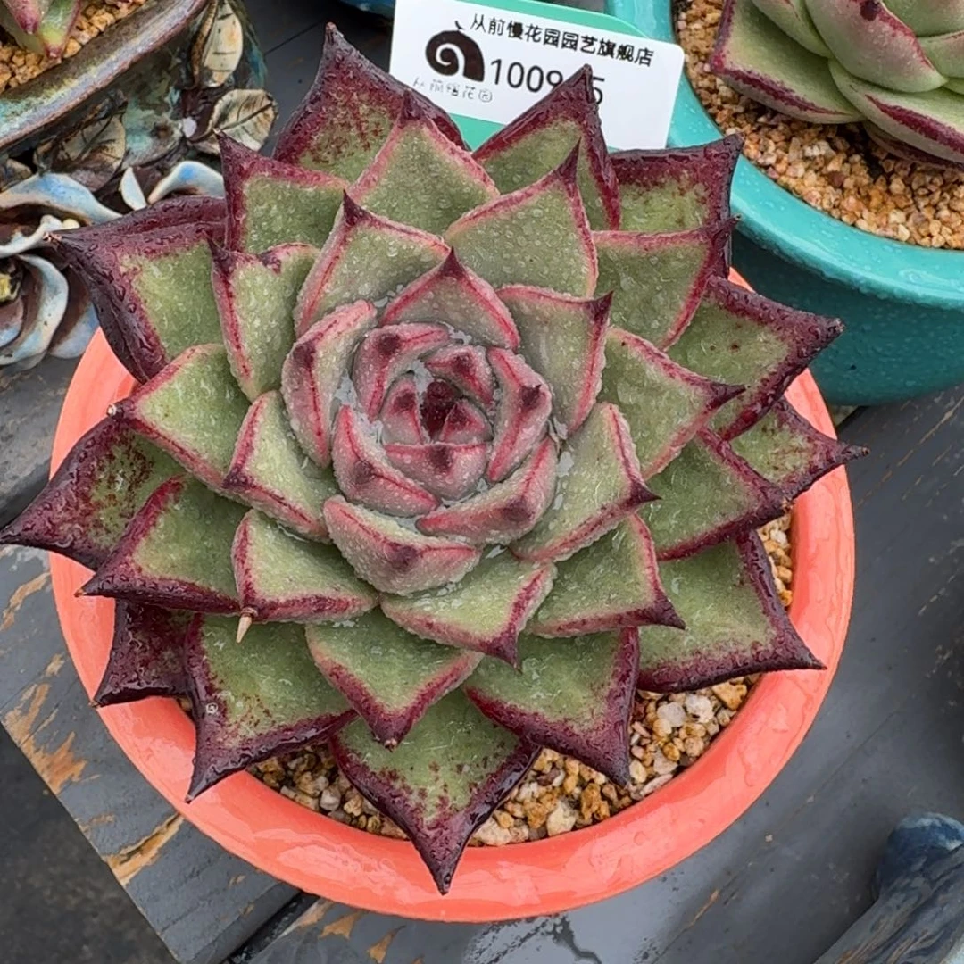 从前慢多肉精选编号1009.5