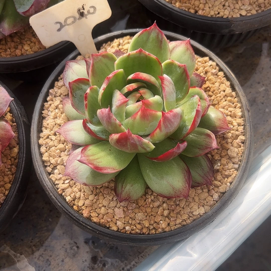 小***语惊鸿仙子一物一拍2040号