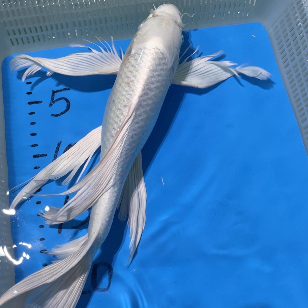 锦鲤锦鲤蝴蝶理由包邮