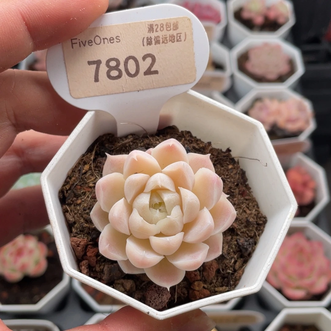 白月影7802-4.5厘米