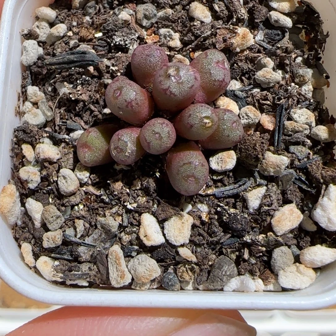 肉锥多肉植物组合-小m、438