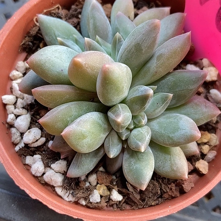 多肉植物重楼缀110