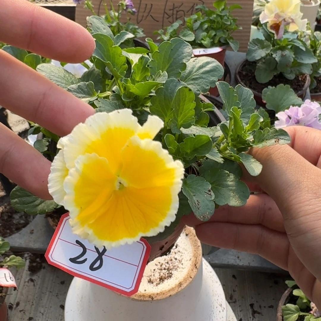 大部分花苞少量开放28