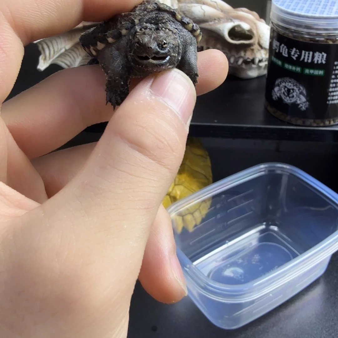 不分公母小鳄龟4.3厘米蛤蟆脸爆刺佛鳄龟