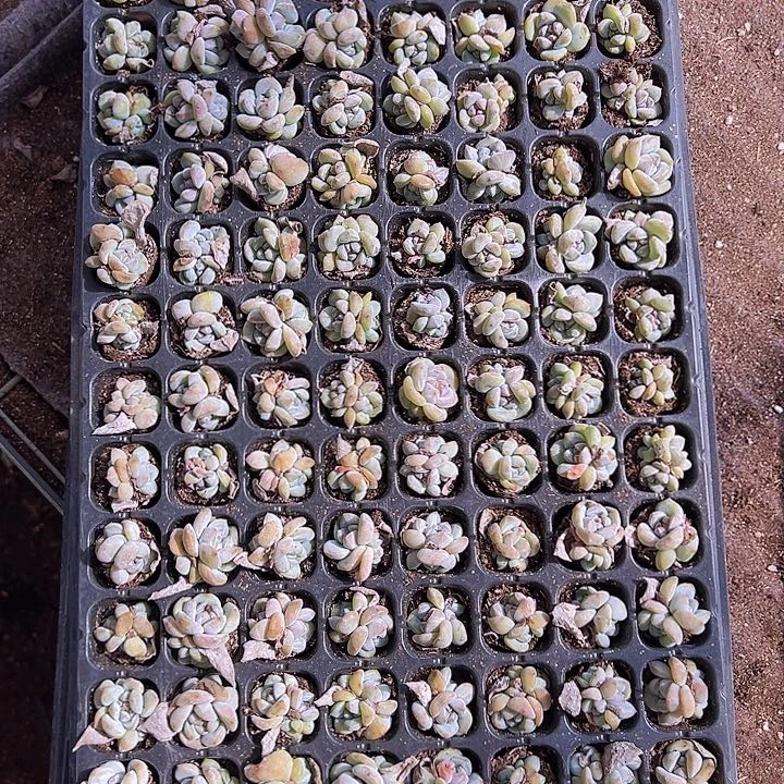 128颗双头星影石榴汁！！