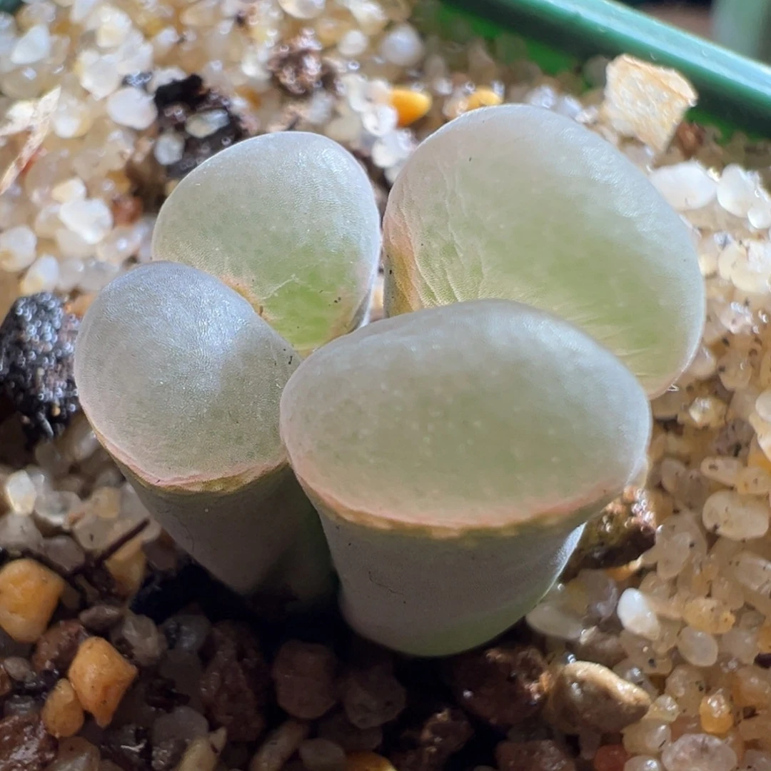 w/430 青蛙5年网红风铃b23。特翻 冷白皮冷到发光