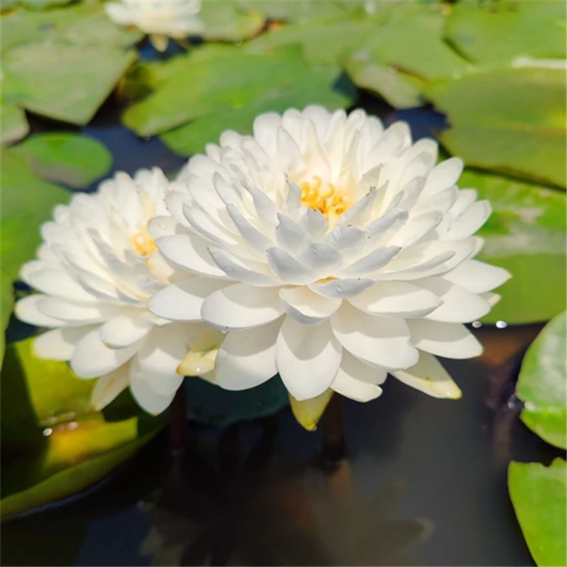 瑞雪 进口稀有精品耐寒白色重瓣香睡莲庭院别墅花园盆栽水生植物