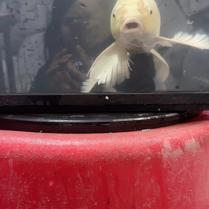 蝴蝶鲤鱼蝴蝶鲤包邮80