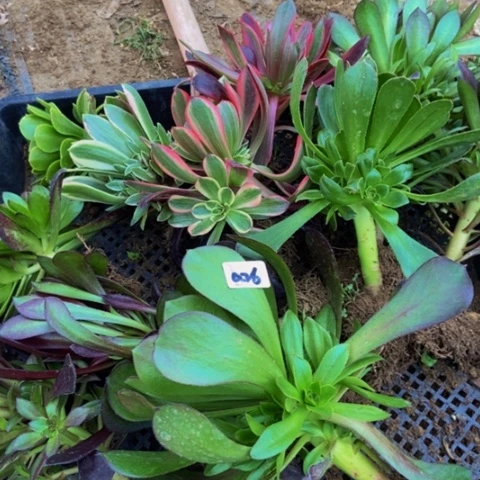 新庄捧花10棵嫩桩不包断26