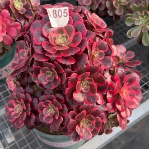 805凤冠25厘米左右