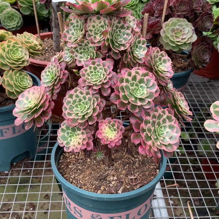 用***8625霁月多肉植物特价