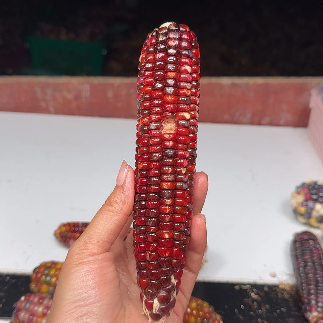 睡****柏香籽/百香籽吊坠