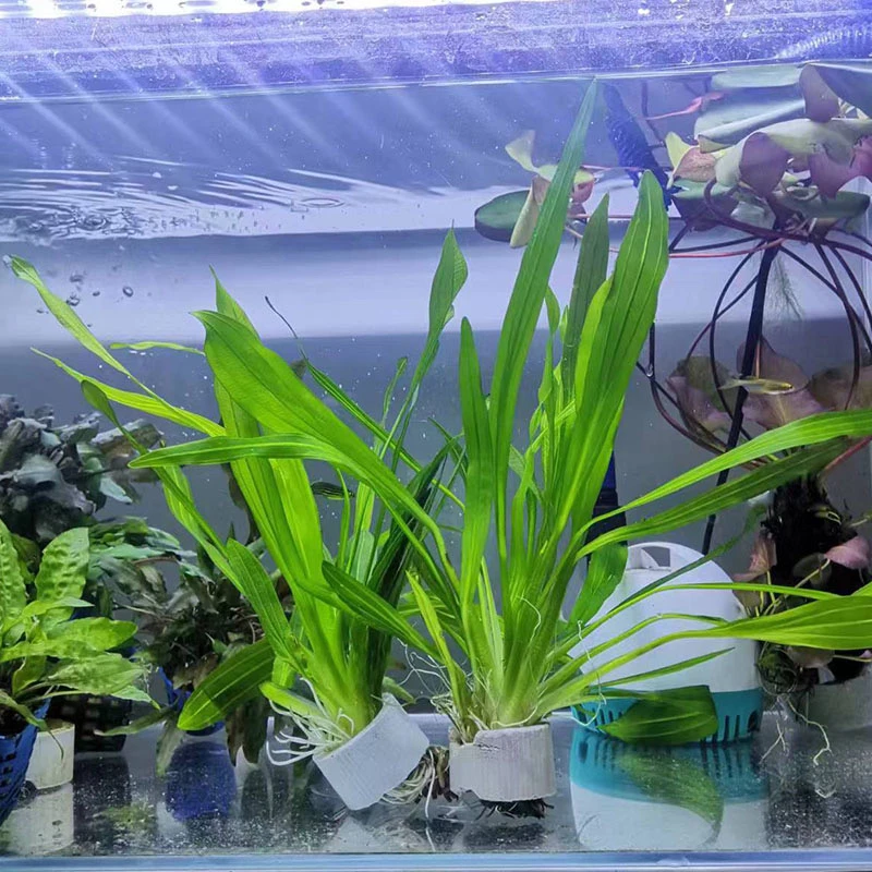 绿九冠鱼缸造景水草植物活体绿植皇冠迷你九好养易活懒人水草必备