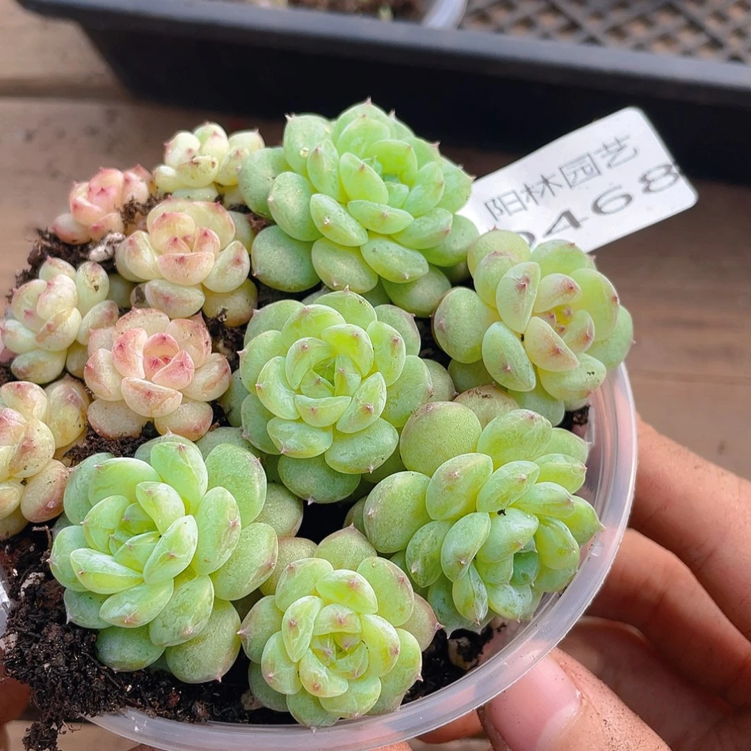 多肉植物多肉植物468