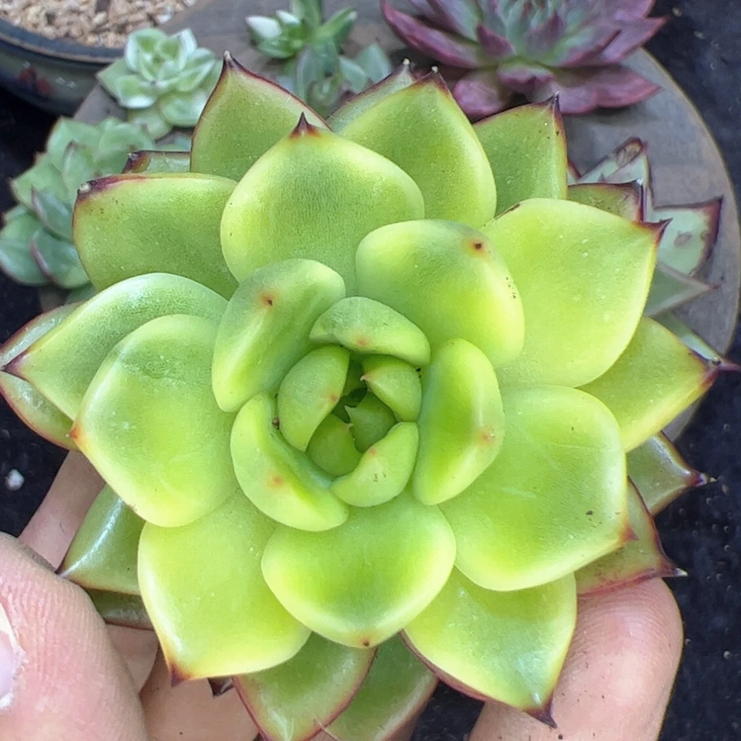 东云黄锦，多肉植物