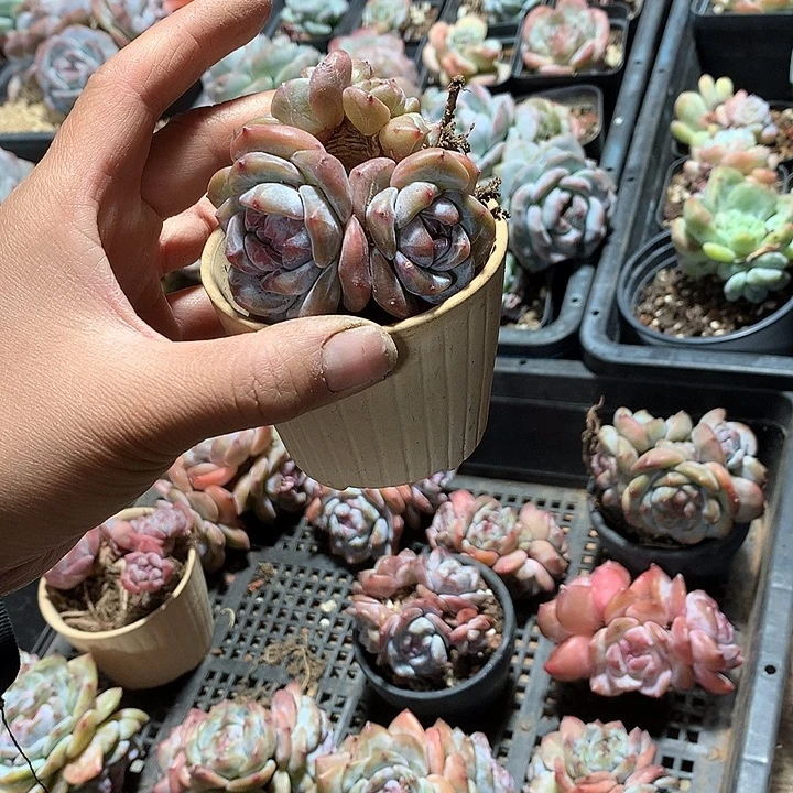 艾美哈哈哈哈哈哈哈哈