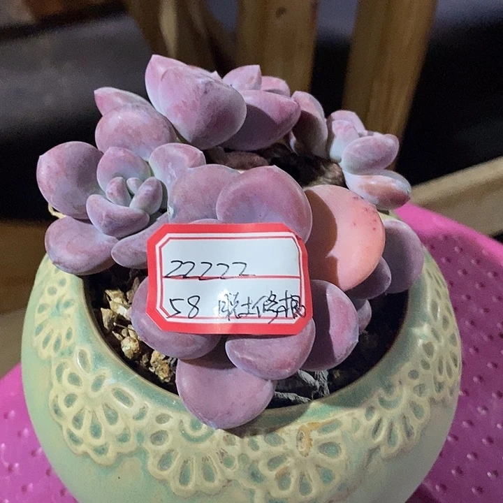 z***z要利润率卡粉与日落卡恩我