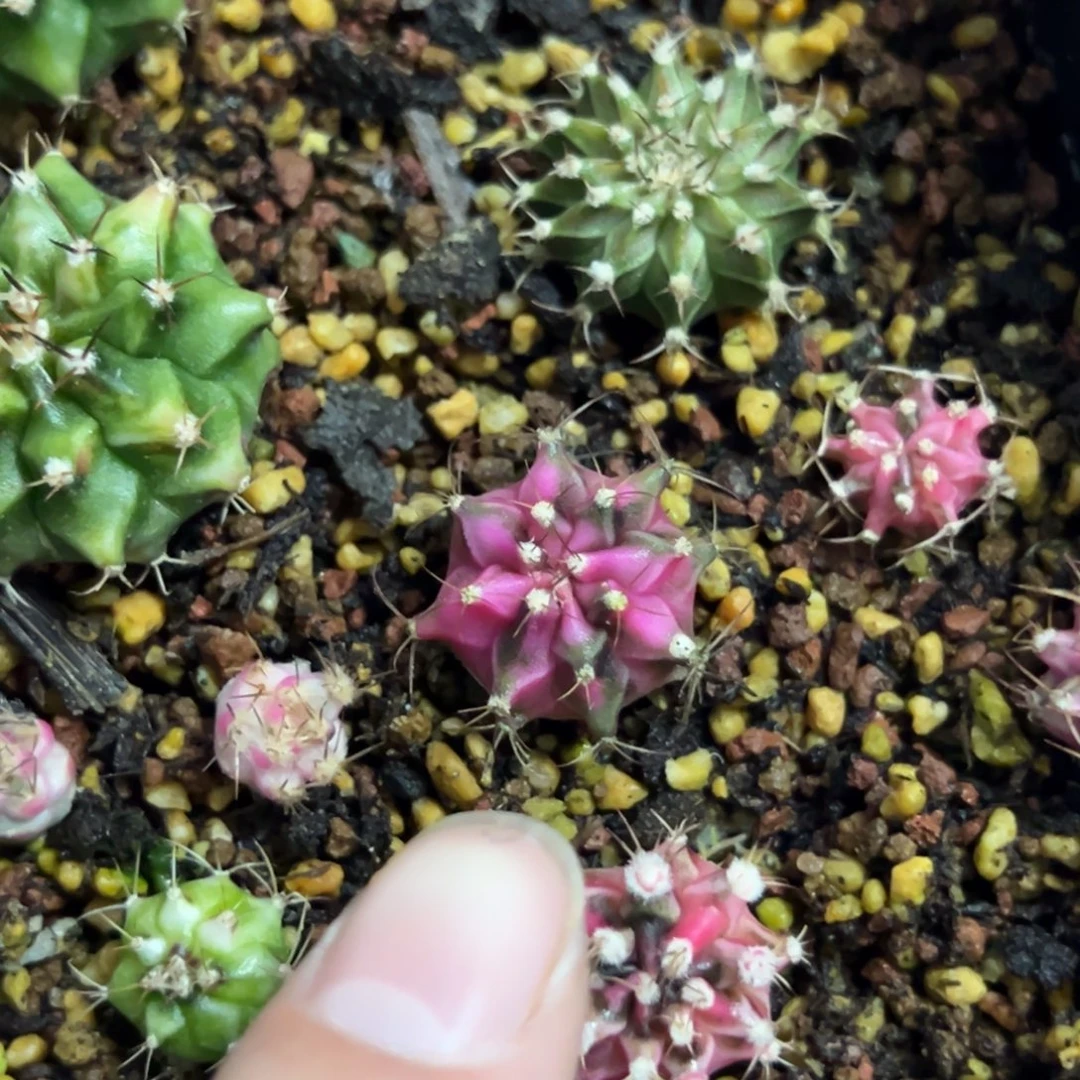 全品实生侧芽脱土发货25