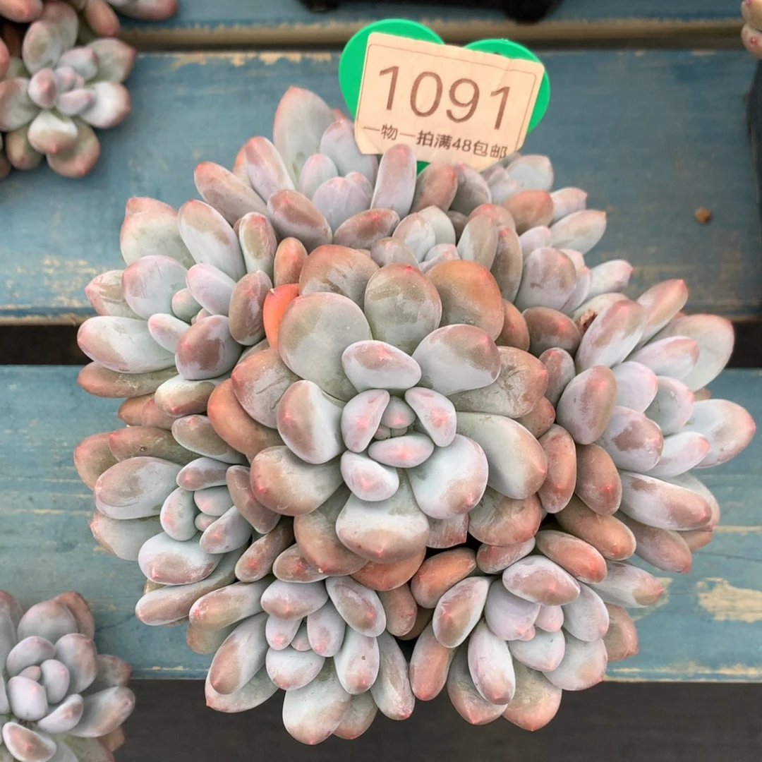 韩版香水老桩捧花1091