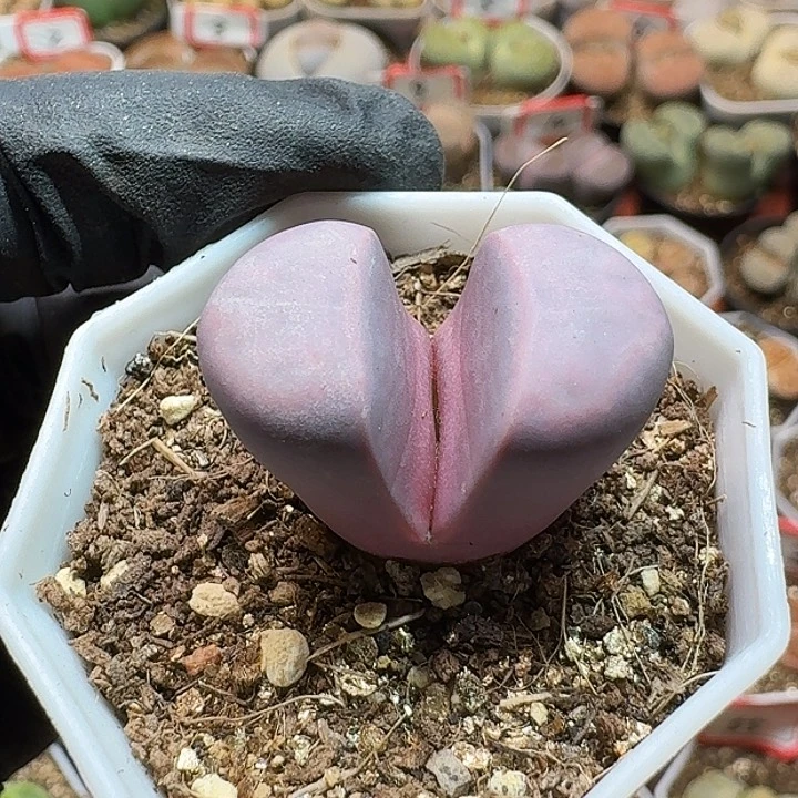 ✨****?生石花1111111。 552