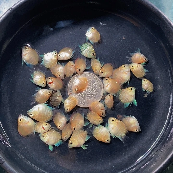 鹦鹉鱼一盘迷你鹦鹉