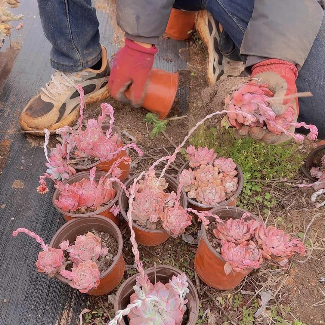 盆栽霜花多肉8颗