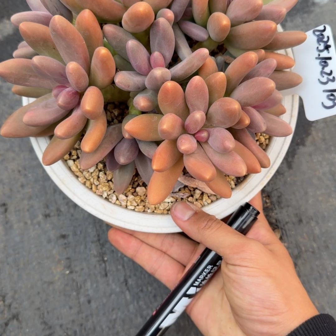 纪***️一物一拍糖果美人福利款103