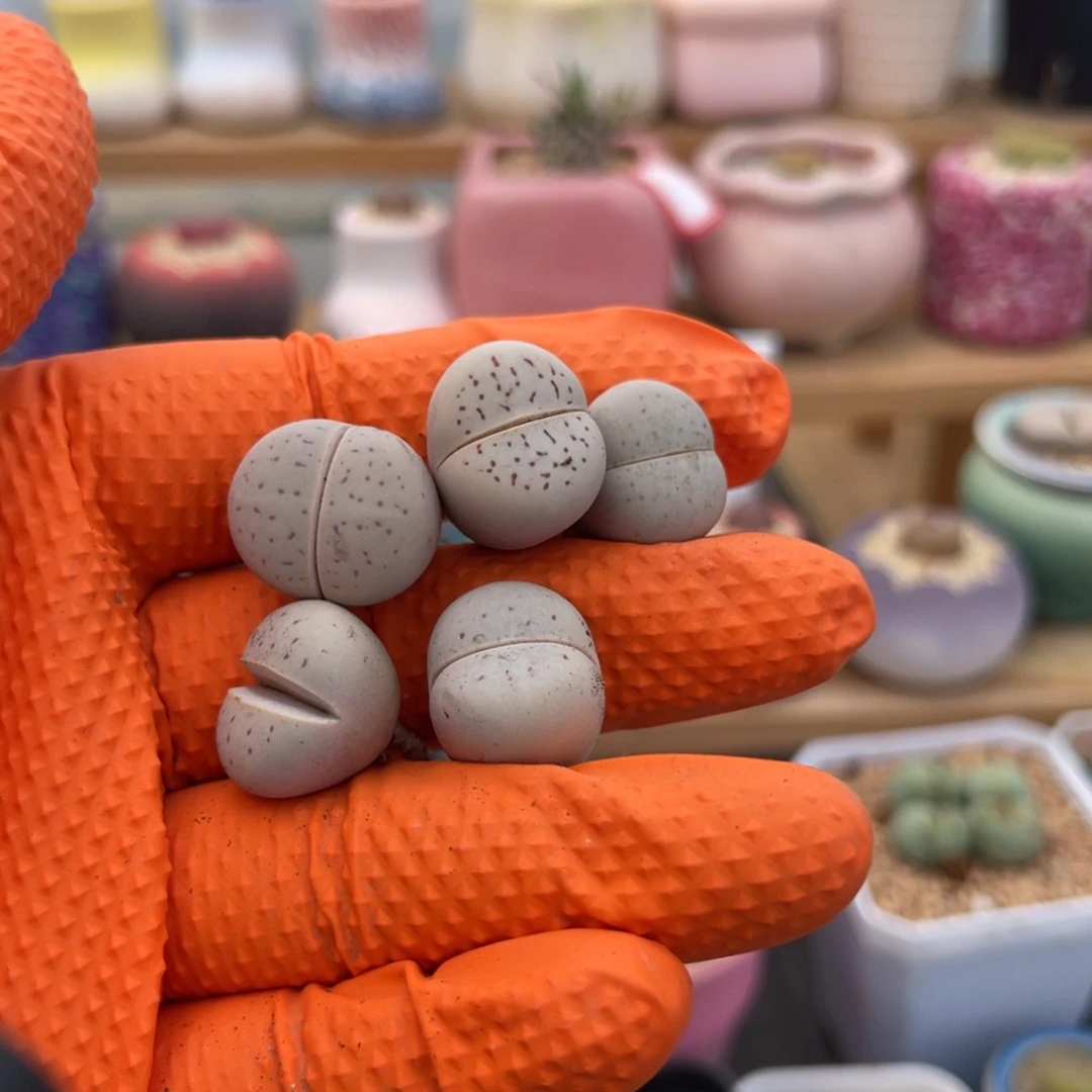 多肉植物一物一拍95