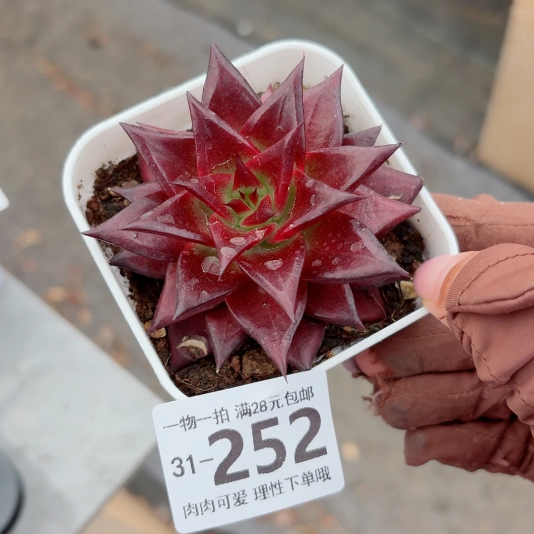 卡宴多肉无盆土发货