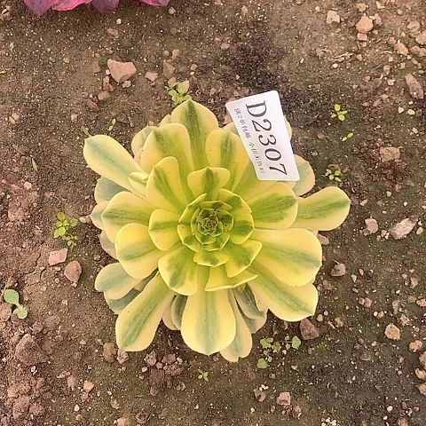 2307金丝翡翠多肉法师锦