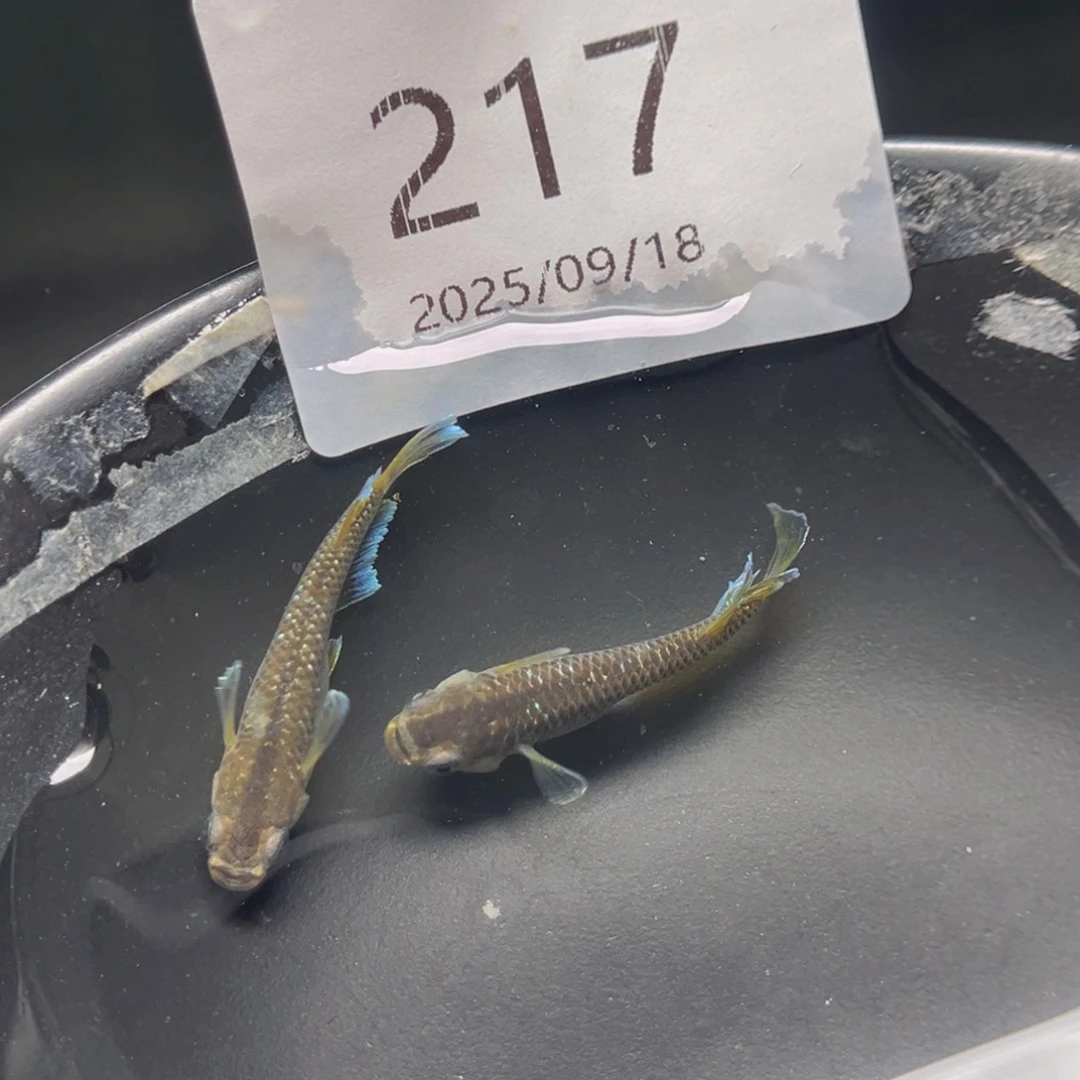 青鳉217奶酪一对公母