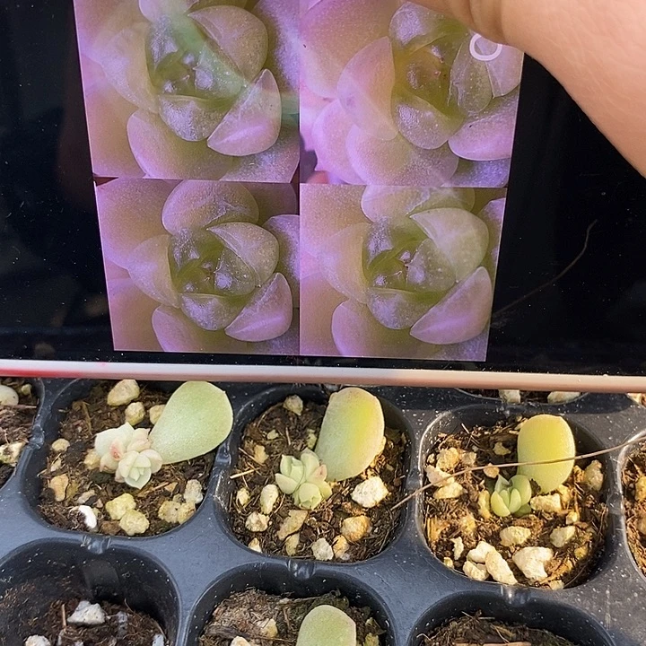 有礼财富芽苗2颗多肉