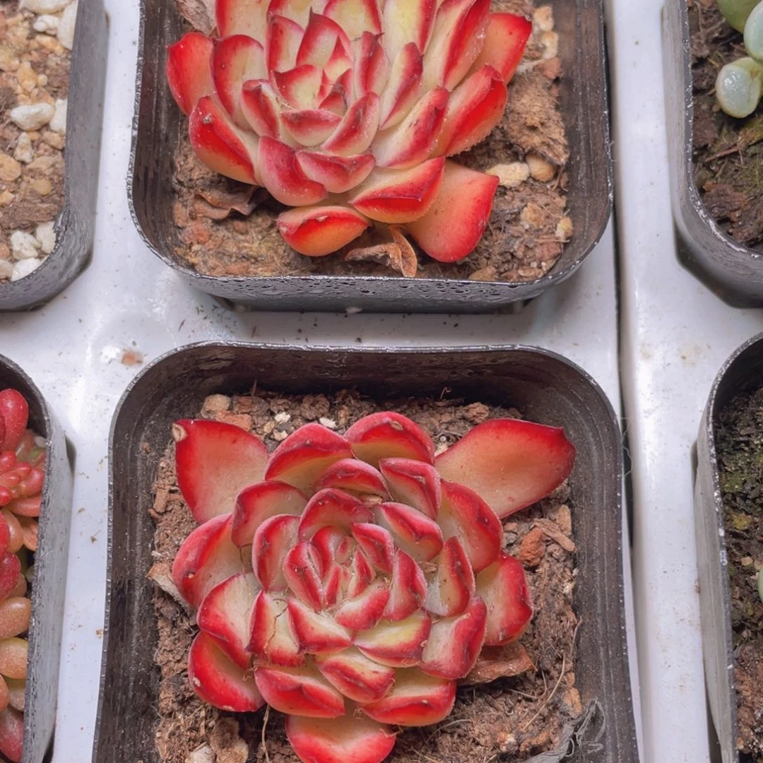 灵隐多肉9.9包邮