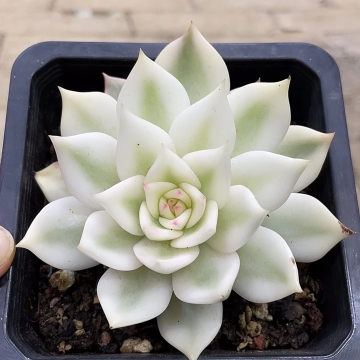 灵魂宽锦一物一拍