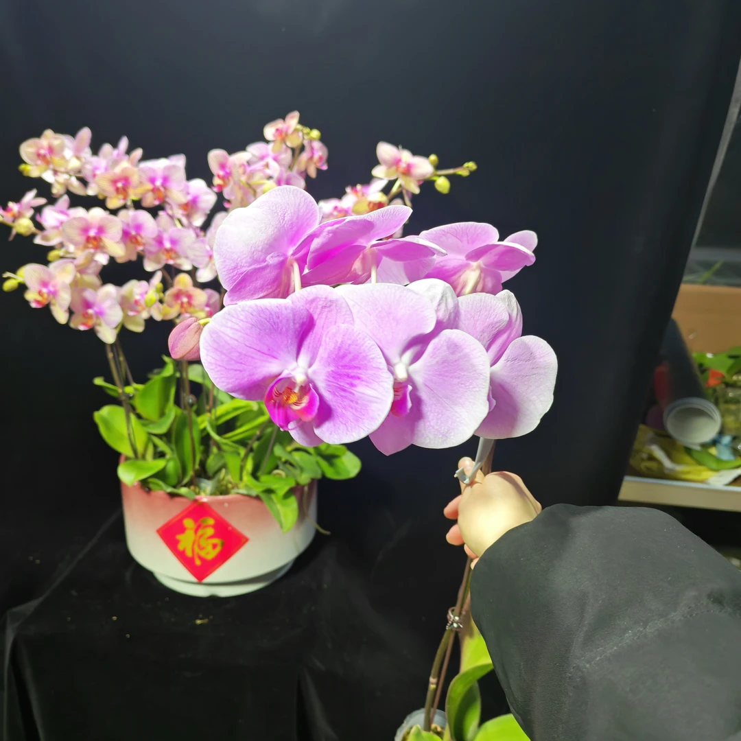 蝴蝶兰【u89】开花株默认发单剑