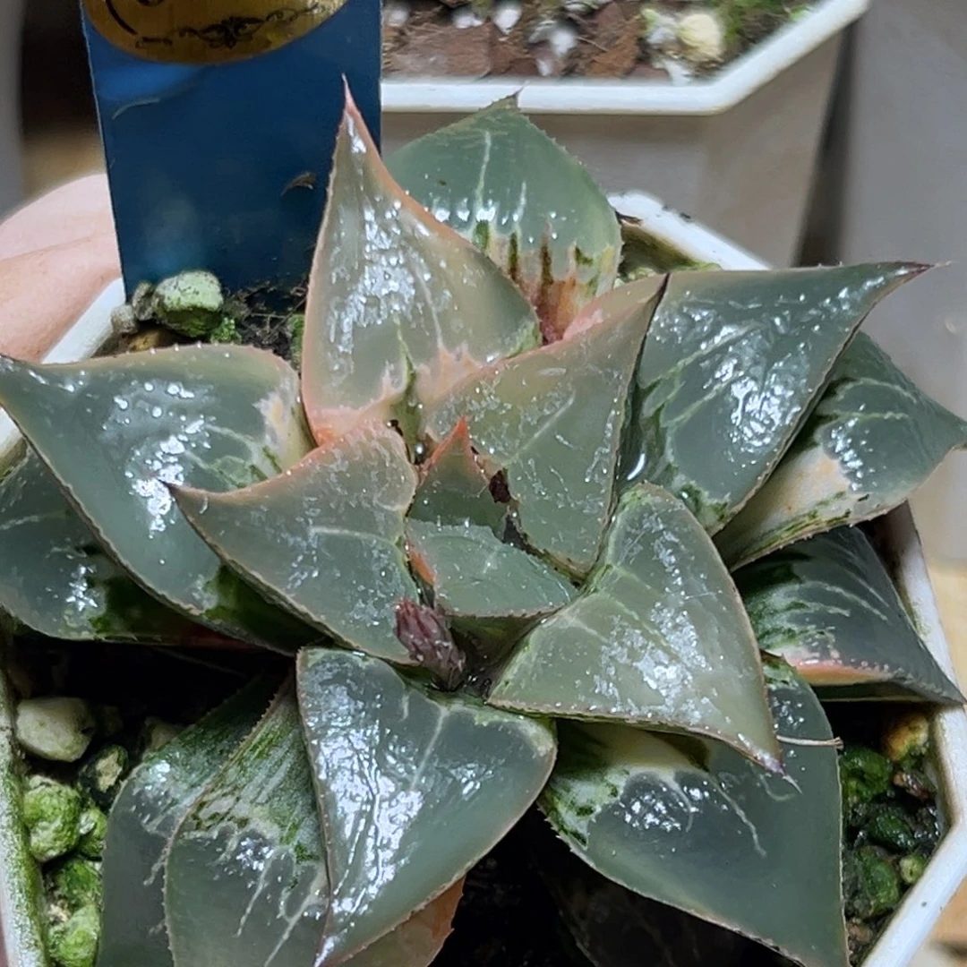 恭喜发财大吉大利0177