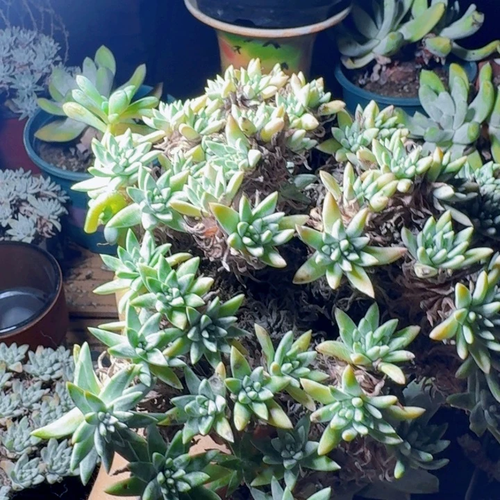 特50头白菊一物一拍154