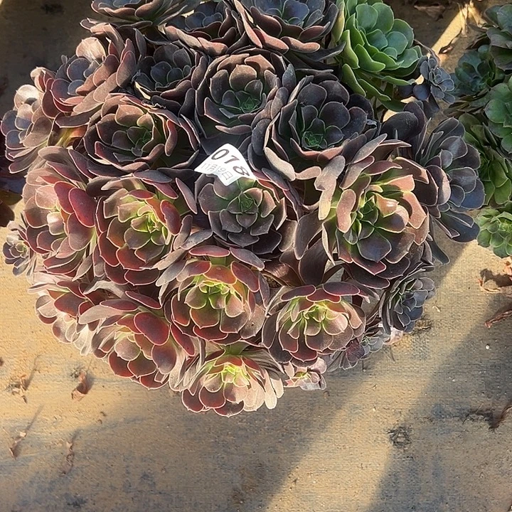 11.19/18萝莉朵朵多肉1