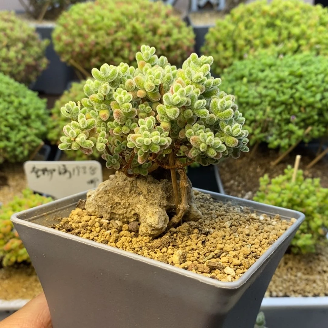 322实生精控优选冰晶造型桩