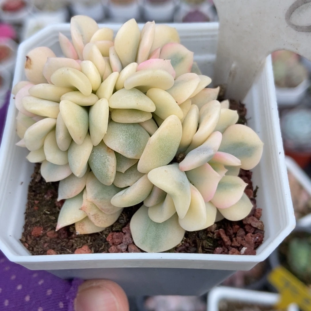 908雪精灵锦缀多肉植物