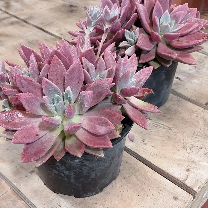 桃花源大群多肉盆栽