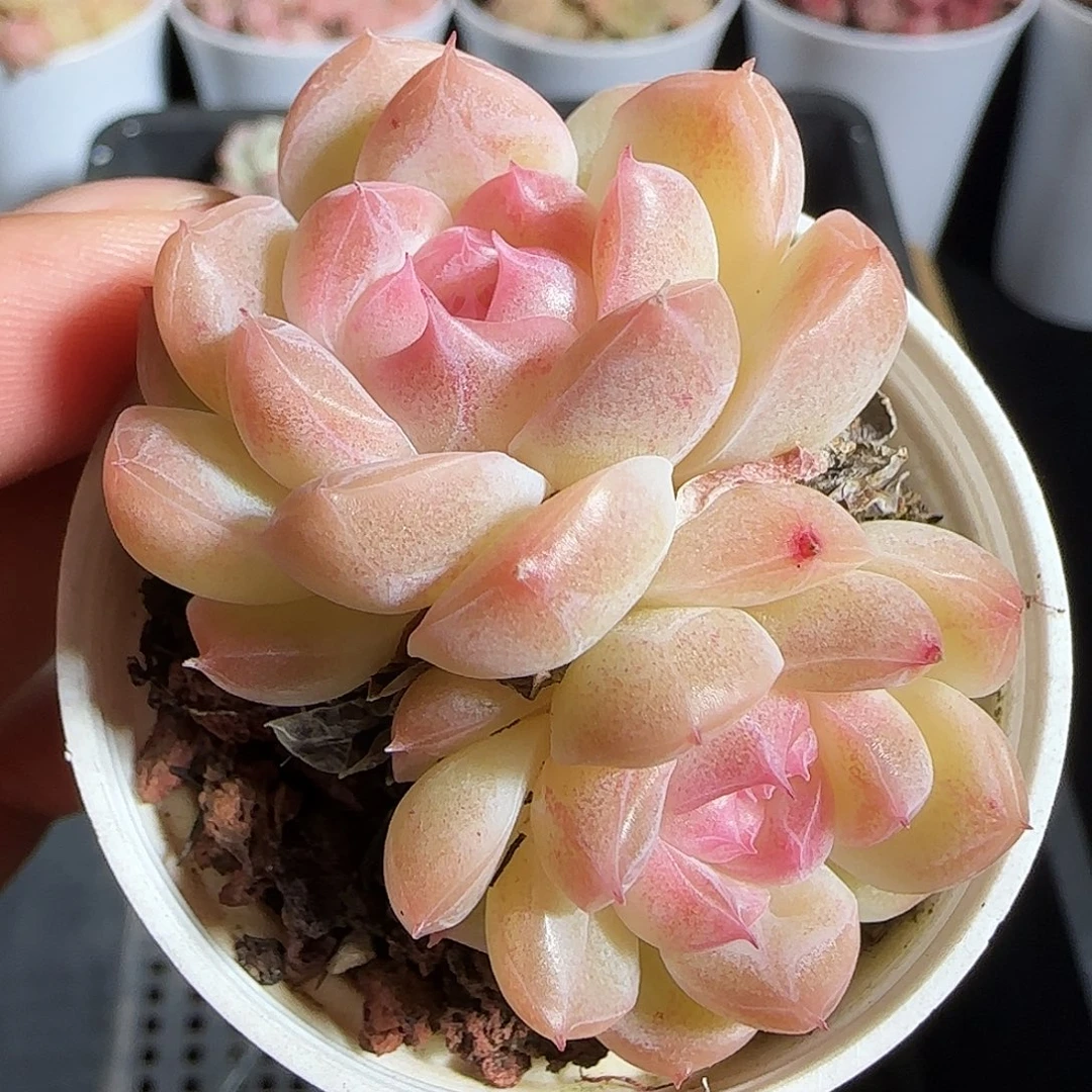 多肉1218-80白桃汽水双头