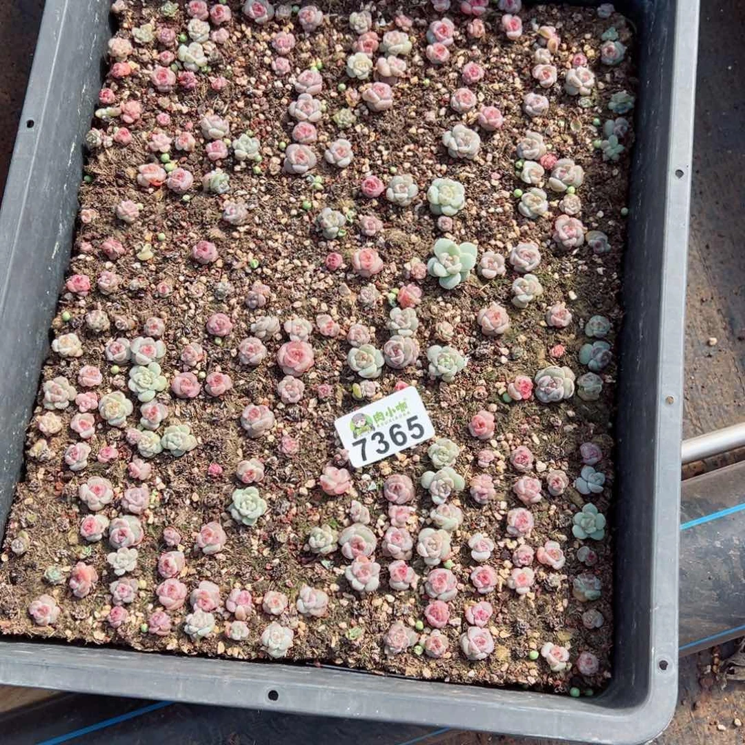 穆*姐多肉植物多肉植物