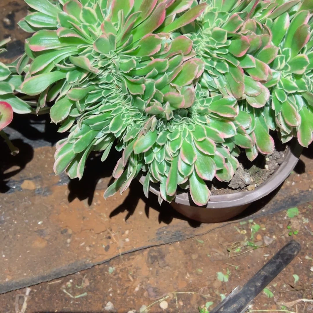 631 号法师多肉植物新年快乐