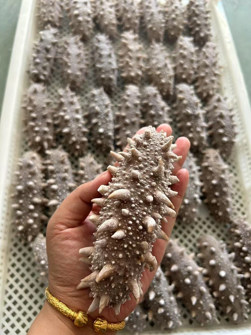 大连鲜食肉厚8-12头