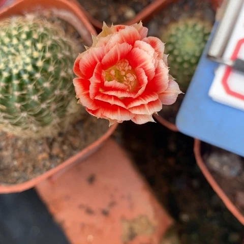 无花朵红拉丝白边漂亮好看