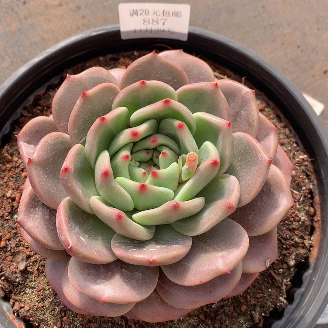 【闪购商品】云887号山茶花14厘米