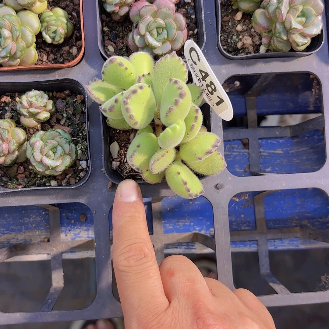 C481熊童子一物一拍
