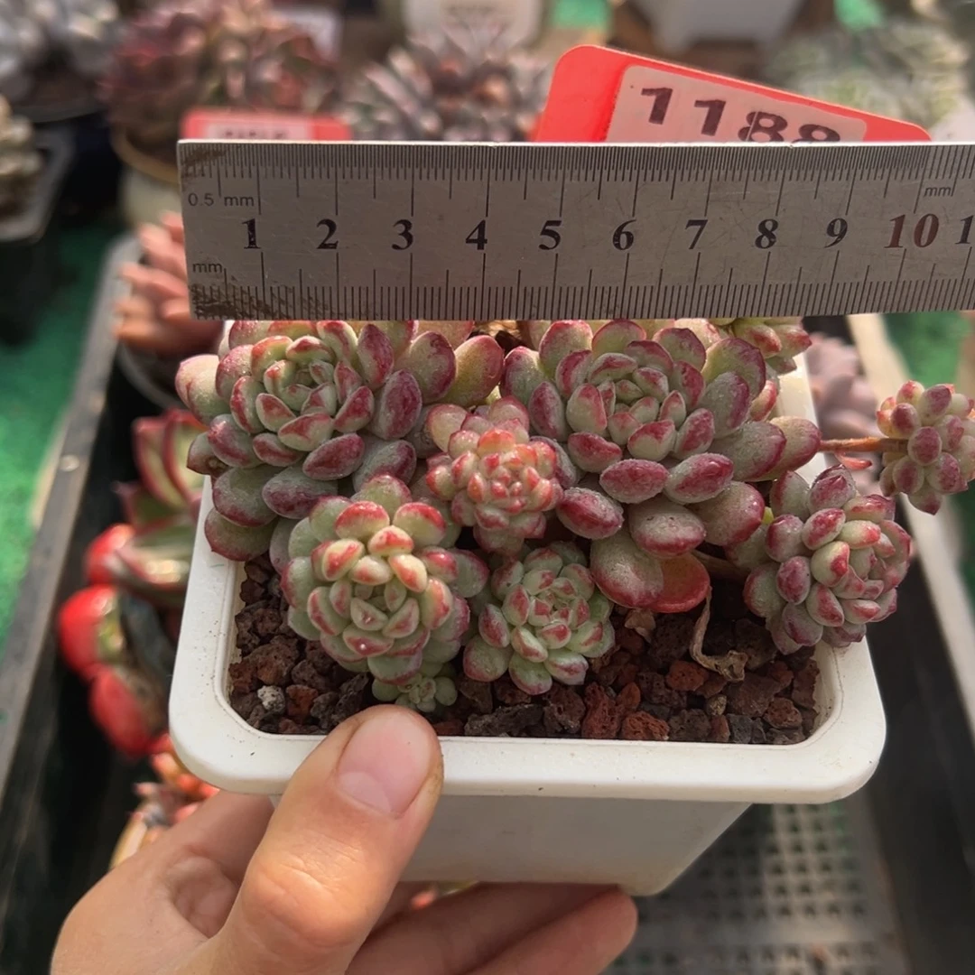 表妹精品多肉植物1188.