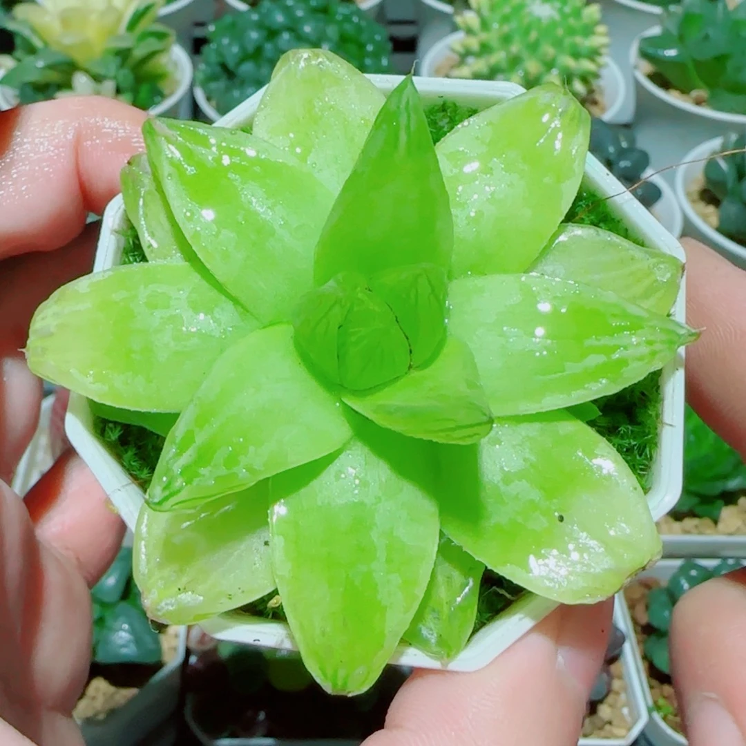 黄金玉露多肉植物